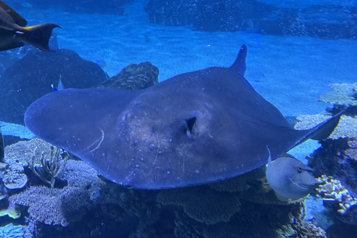 Adventure Aquarium - Gallery Image 3
